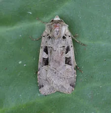 Double Square-spot - photo 7