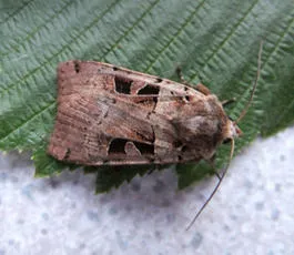 Double Square-spot - photo 8