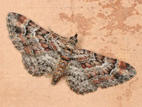 Double-striped Pug - Gymnoscelis rufifasciata