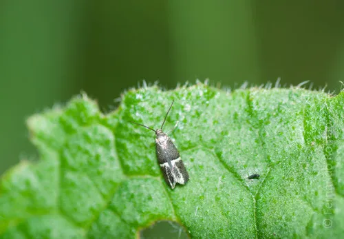 Douglas Moths - photo 2
