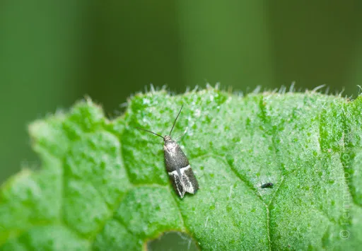 Douglas Moths - photo 3