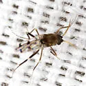 Downeshelea stonei