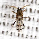 Downeshelea stonei - photo 2