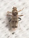 Downeshelea stonei - photo 3