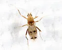 Downeshelea stonei - photo 4