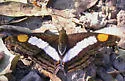 Silver Emperor - Hodges#4567 - photo 2