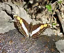 Silver Emperor - Hodges#4567 - photo 3