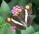 Silver Emperor - Hodges#4567 - photo 4