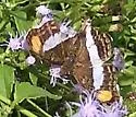 Pavon Emperor - Hodges#4566