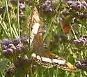 Pavon Emperor - Hodges#4566 - photo 2