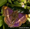Pavon Emperor - Hodges#4566 - photo 3