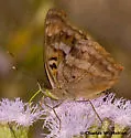 Pavon Emperor - Hodges#4566 - photo 4