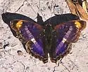 Pavon Emperor - Hodges#4566 - photo 5