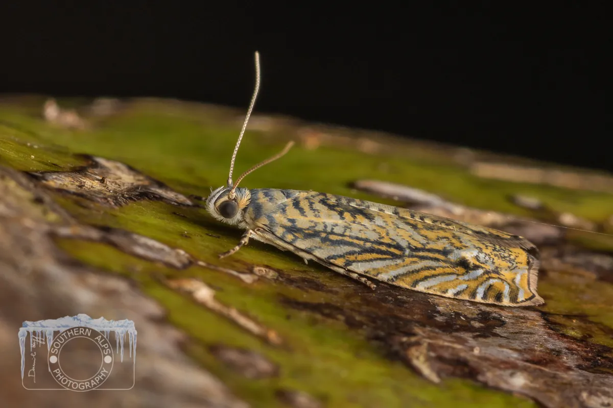 Nikau Moth - photo 3