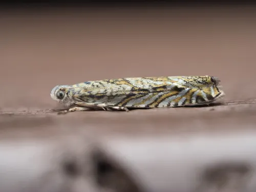 Nikau Moth - photo 5