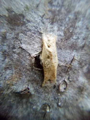 Nikau Moth - photo 7