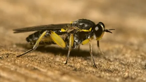 Drab Wood-soldierfly