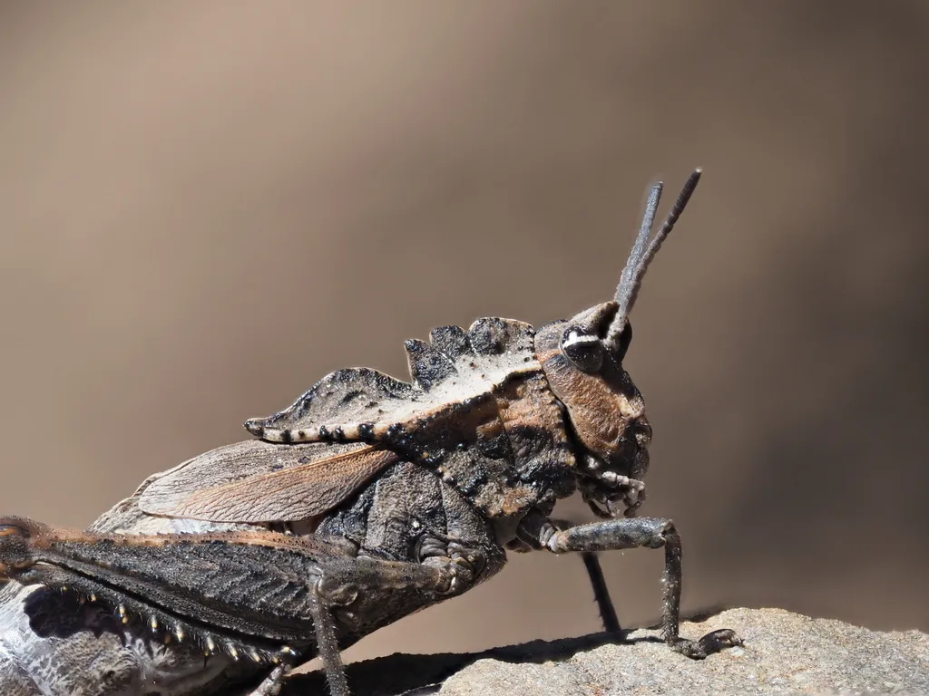 Dracotettix monstrosus