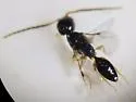 Dracunesia parapolita