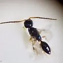 Dracunesia parapolita - photo 2