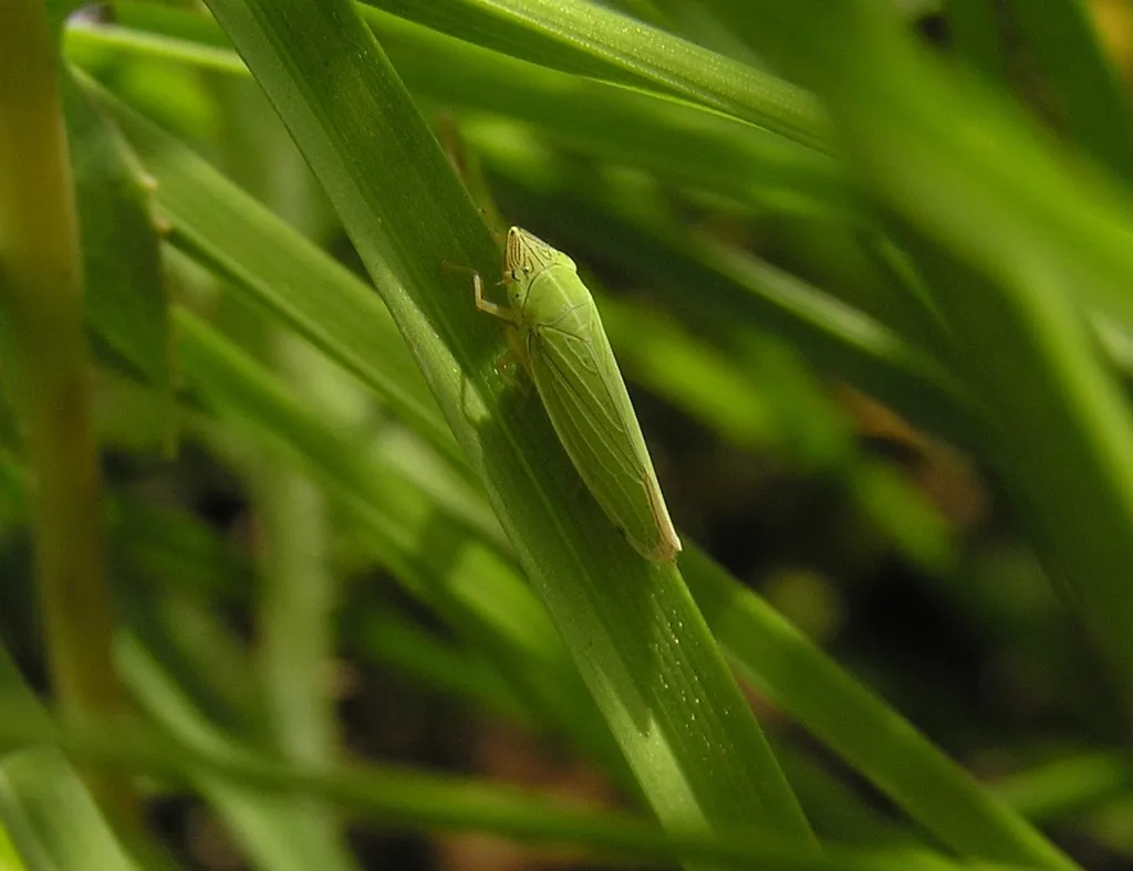 Draeculacephala angulifera - photo 2