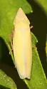 Draeculacephala antica