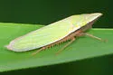 Draeculacephala antica - photo 2
