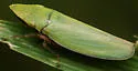 Draeculacephala antica - photo 3