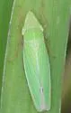 Draeculacephala antica - photo 4