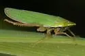 Draeculacephala antica - photo 5