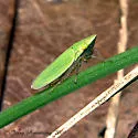 Draeculacephala balli