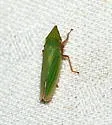Draeculacephala balli - photo 3