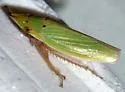 Draeculacephala balli - photo 4