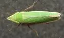 Draeculacephala bradleyi
