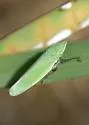 Draeculacephala bradleyi - photo 2