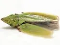 Draeculacephala bradleyi - photo 3