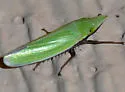 Draeculacephala bradleyi - photo 4