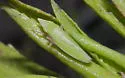 False Grass Sharpshooter