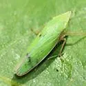 False Grass Sharpshooter - photo 2
