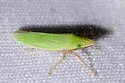 False Grass Sharpshooter - photo 3