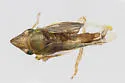 False Grass Sharpshooter - photo 5