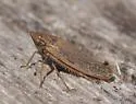 Draeculacephala cf-minerva