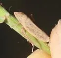 Draeculacephala cf-minerva - photo 2