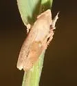 Draeculacephala cf-minerva - photo 3