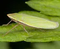 Draeculacephala constricta - photo 2