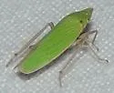 Draeculacephala constricta - photo 3