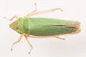 Draeculacephala constricta - photo 4