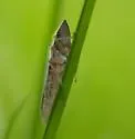 Draeculacephala constricta - photo 5