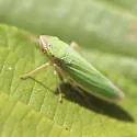 Draeculacephala crassicornis