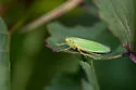 Draeculacephala crassicornis - photo 2